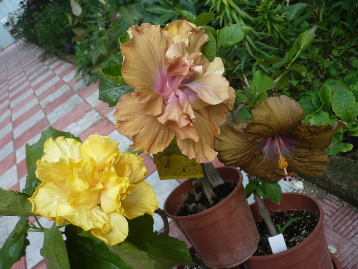 P1270262 - HIBISCUSI 2016-2