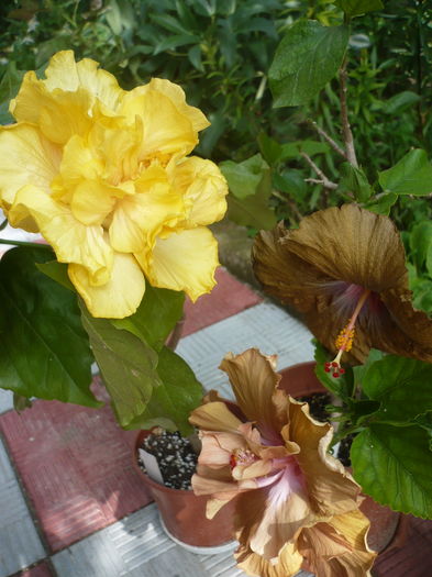 P1270265 - HIBISCUSI 2016-2