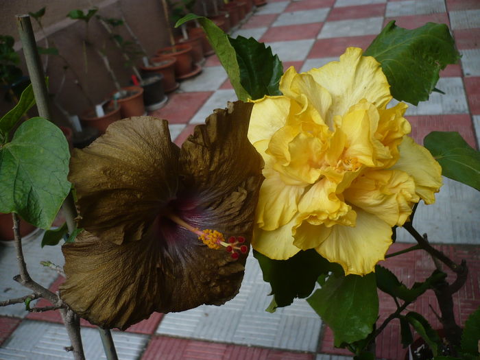 P1270270 - HIBISCUSI 2016-2