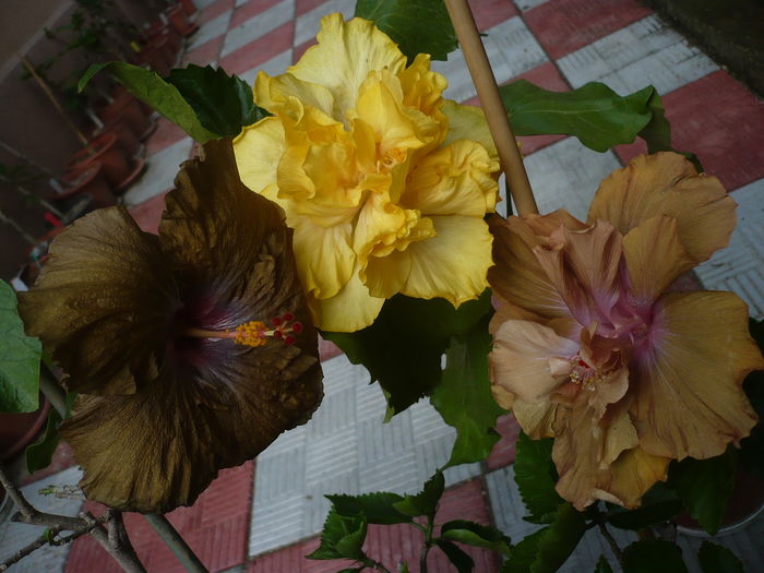 P1270271 - HIBISCUSI 2016-2