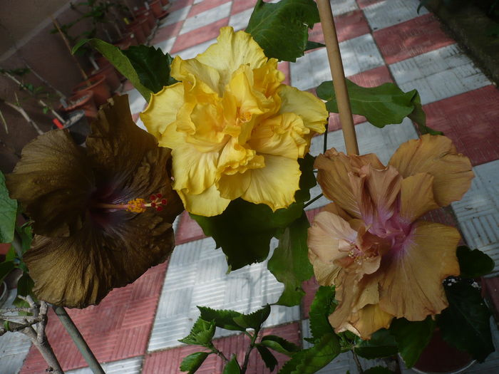 P1270273 - HIBISCUSI 2016-2