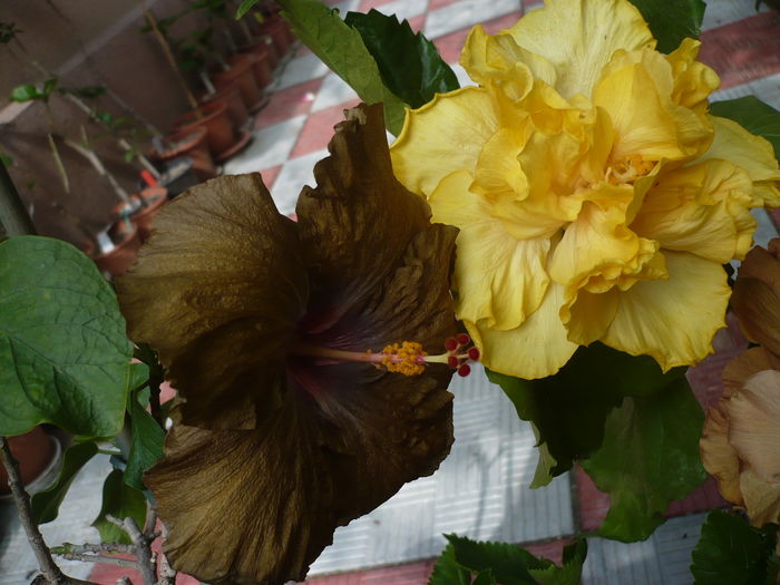 P1270274 - HIBISCUSI 2016-2