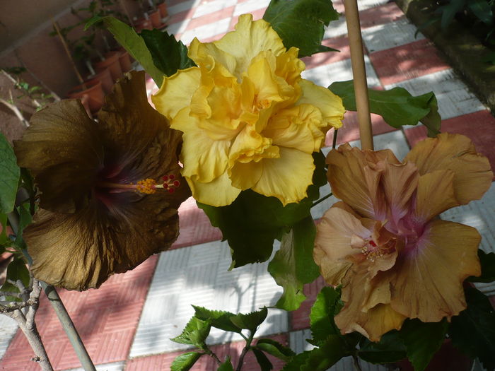 P1270275 - HIBISCUSI 2016-2