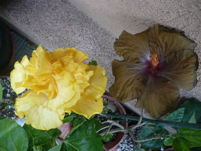P1270282 - HIBISCUSI 2016-2