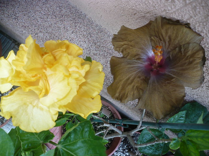 P1270283 - HIBISCUSI 2016-2
