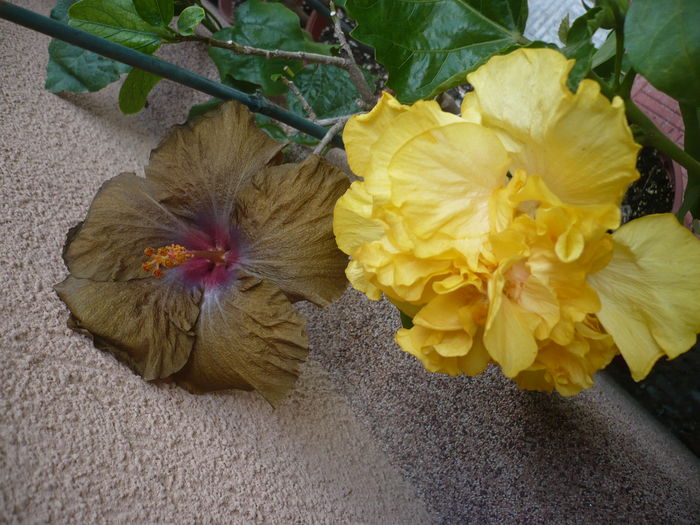 P1270284 - HIBISCUSI 2016-2