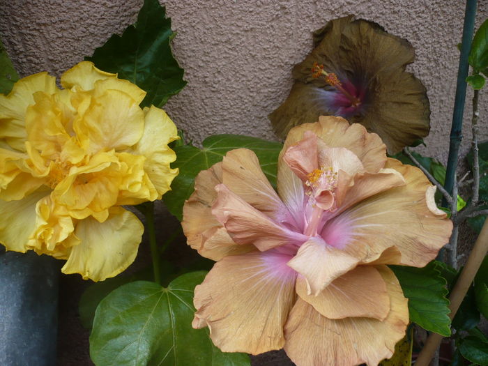 P1270287 - HIBISCUSI 2016-2