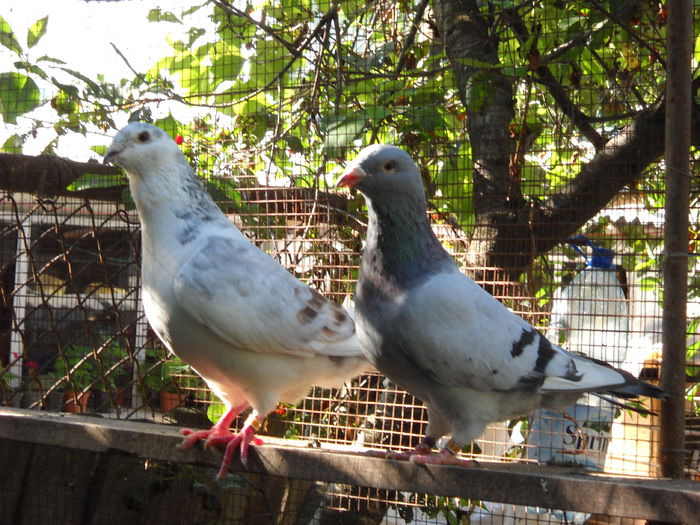 Picture 4133 - 1 AAB PORUMBEI STANDARD 2016