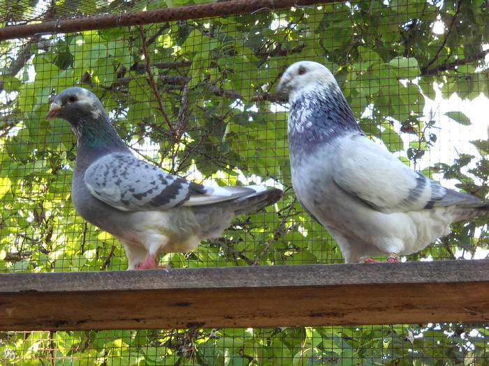 Picture 4134 - 1 AAB PORUMBEI STANDARD 2016