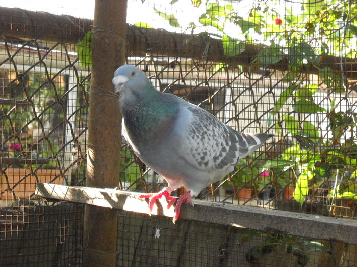 Picture 4136 - 1 AAB PORUMBEI STANDARD 2016