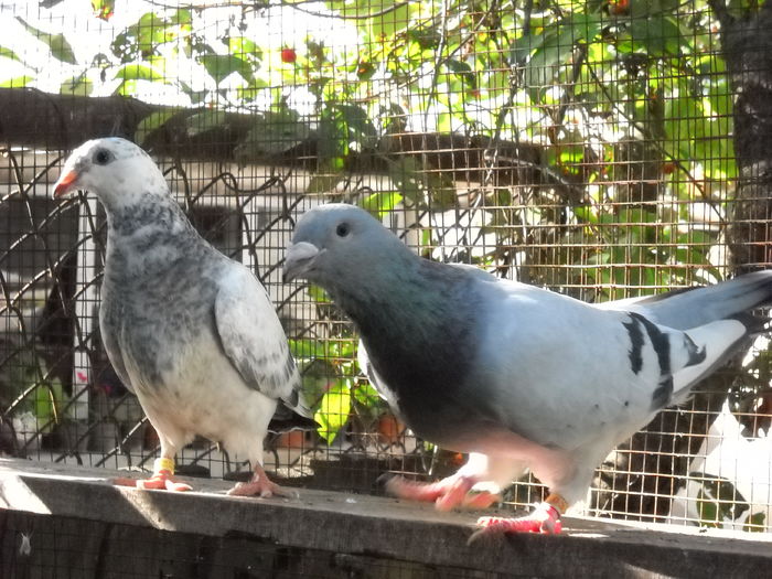 sTANGA F 2016 DREAPTA F 2015 - 1 AAB PORUMBEI STANDARD 2016