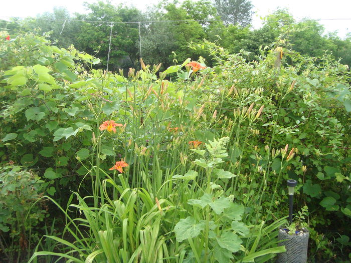 005; crinii incep sa infloreasca
