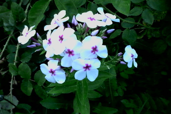 Phlox