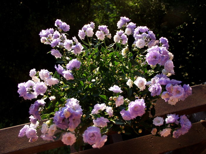 campanula blue wonder