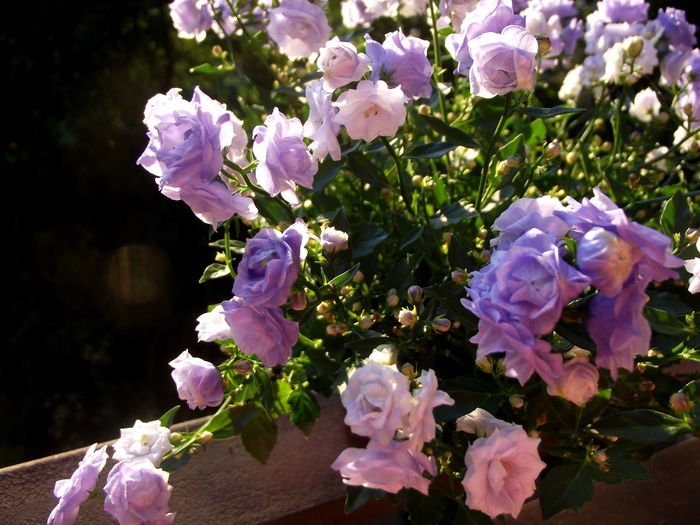 campanula blue wonder detaliu