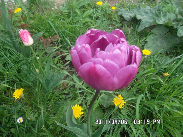  - Gradina 2016