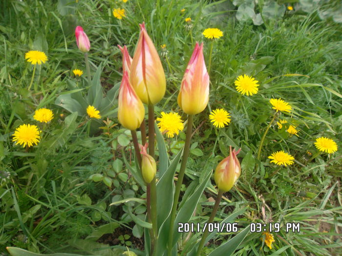  - Gradina 2016