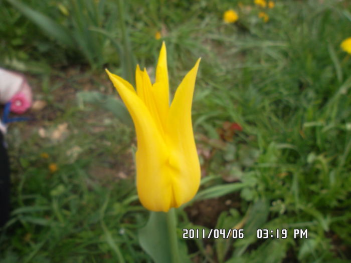  - Gradina 2016