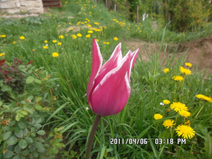  - Gradina 2016