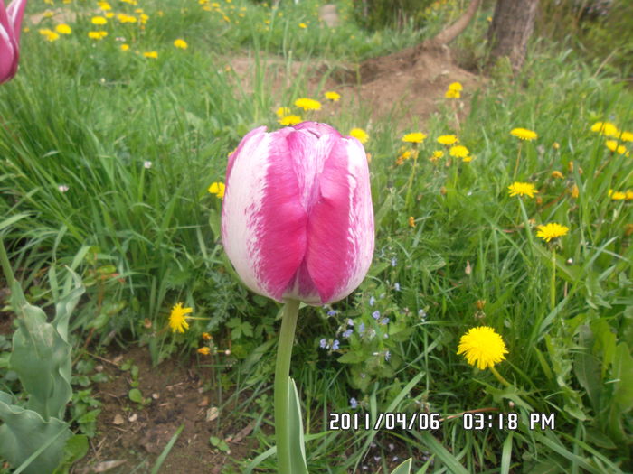  - Gradina 2016