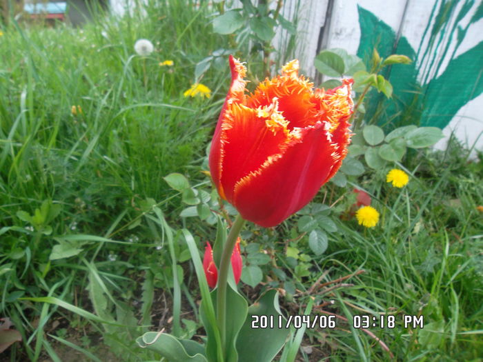  - Gradina 2016