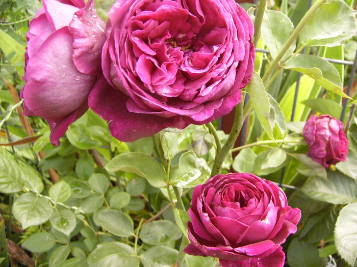 Rosa Dimov - ANUL 2016 FLORI VI