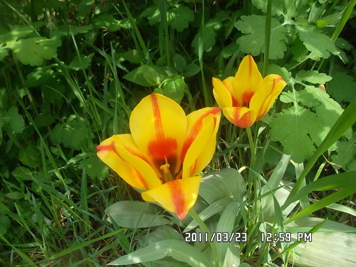  - Gradina 2016