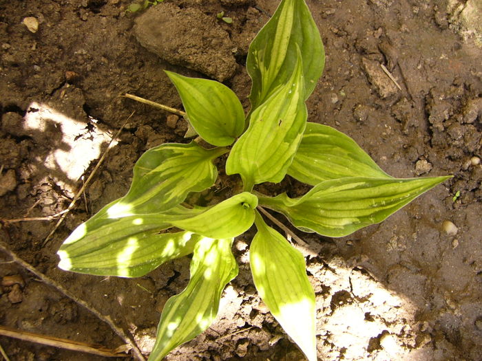 Hosta - ANUL 2016 FLORI VII