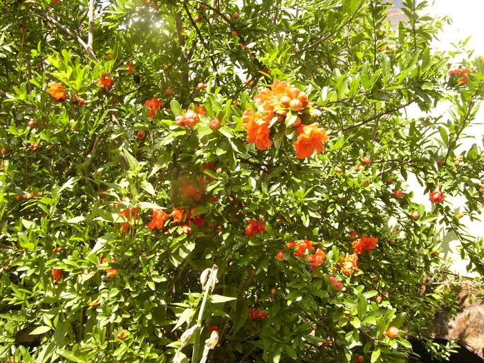 Punica Granatum cu fl orange