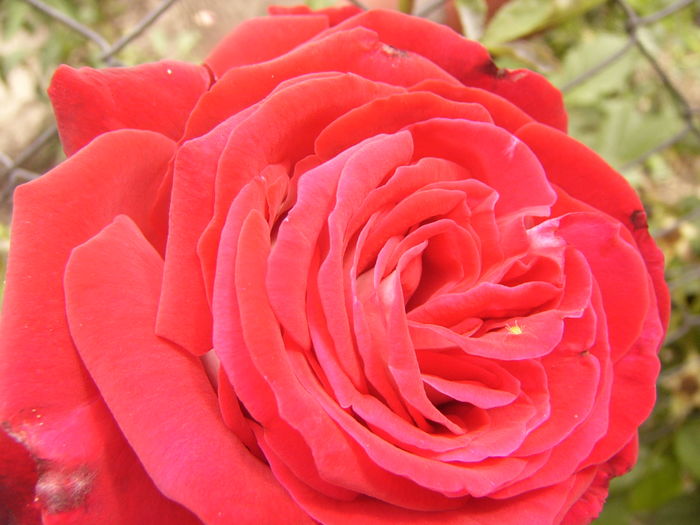 Rosa Osiria