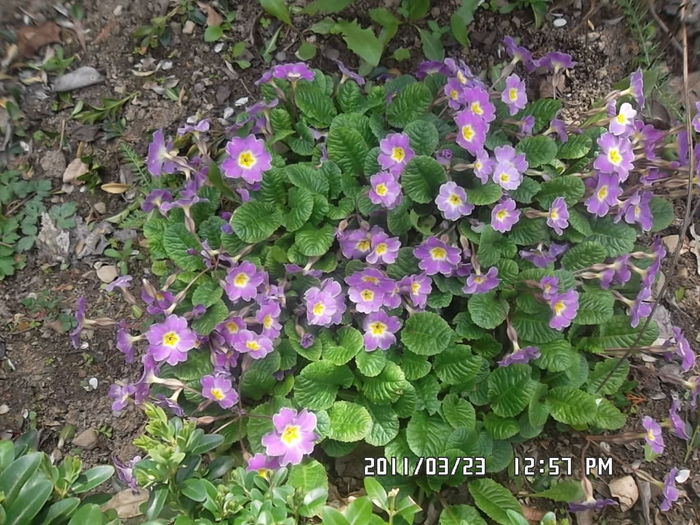  - Gradina 2016