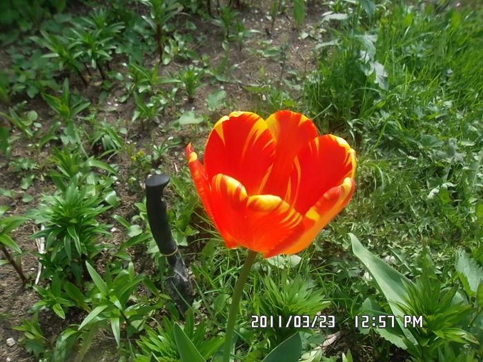  - Gradina 2016