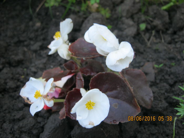 IMG_0008 - begonia