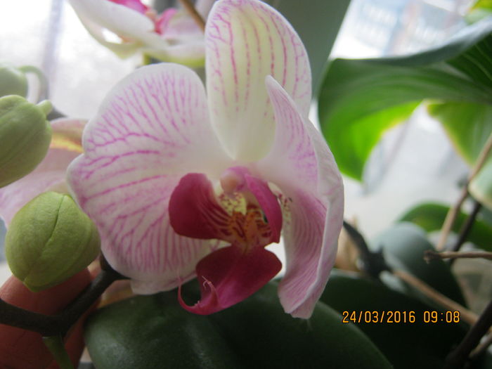 IMG_0016 - orhidee 2
