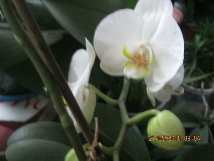 IMG_0129 - orhidee 2