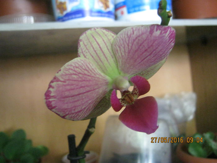IMG_0130 - orhidee 2