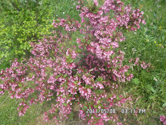 SAM_0403
