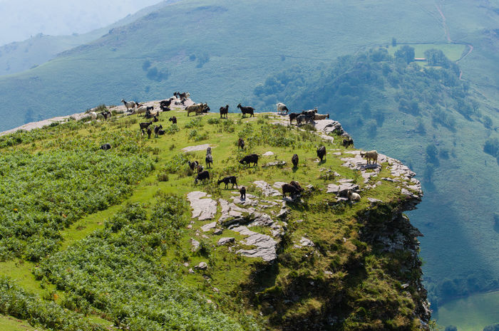 Capre in munte la pascut-5ttt