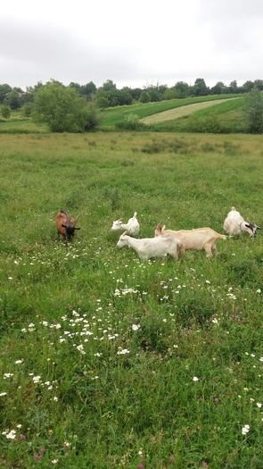 IMG-20160613-WA0011 - Caprite