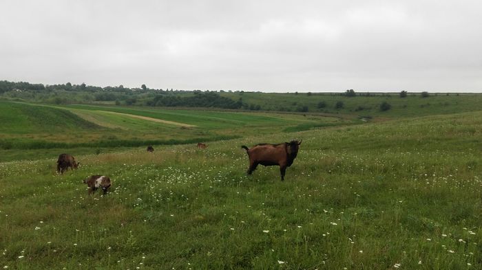 IMG-20160613-WA0013 - Caprite