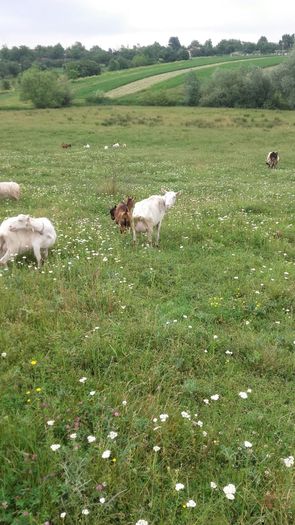 IMG-20160613-WA0015 - Caprite