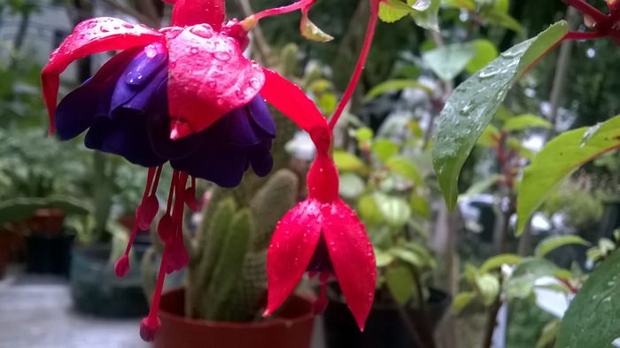 WP_20160613_19_05_37_Pro