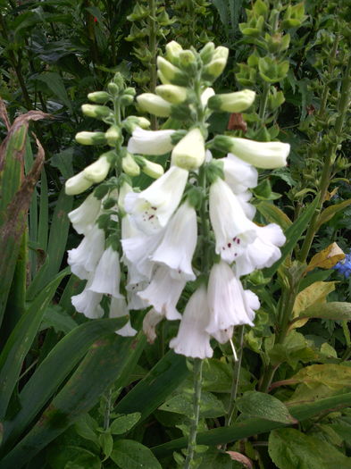 Digitalis - 01-Flori din curtea mea 2016