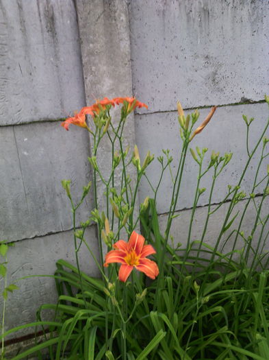 Hemerocallis fulva - 01-Flori din curtea mea 2016