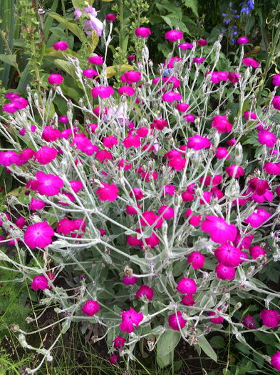 Lychnis coronaria - 01-Flori din curtea mea 2016