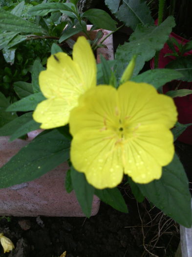 Oenothera fruticosa - 01-Flori din curtea mea 2016