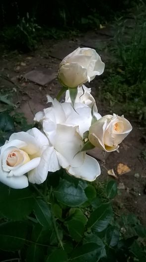 WP_20160613_19_19_52_Pro - Trandafiri 2016