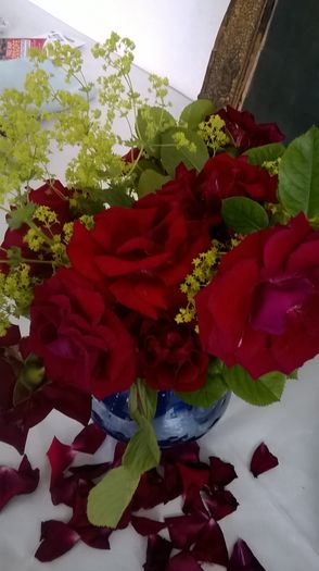 WP_20160611_10_02_00_Pro - A trandafirii mei