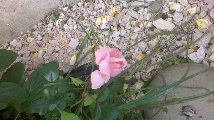 WP_20160611_10_36_02_Pro - A trandafirii mei