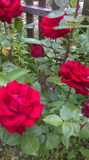 WP_20160611_10_40_05_Pro - A trandafirii mei